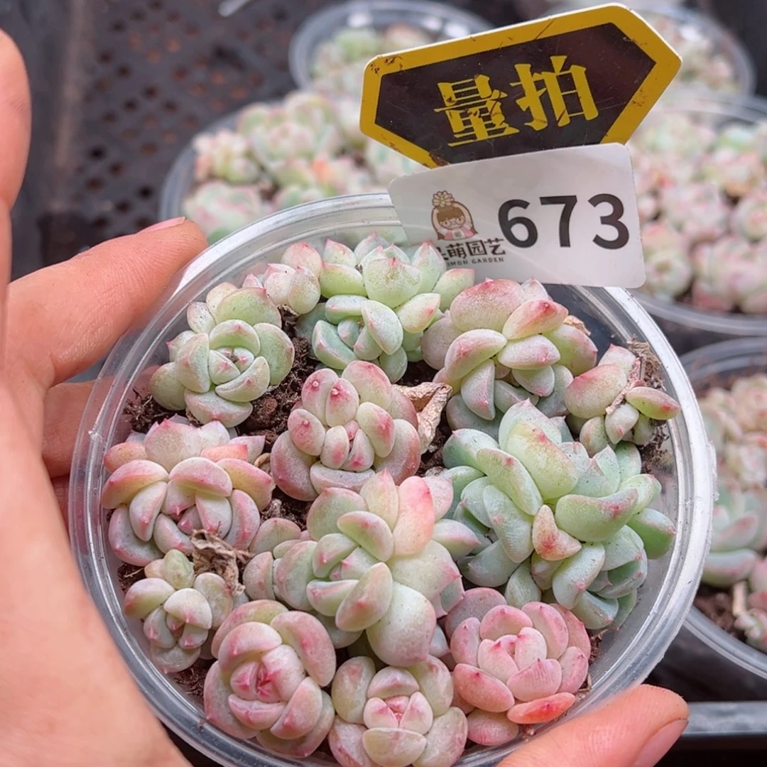 多肉植物多肉植物