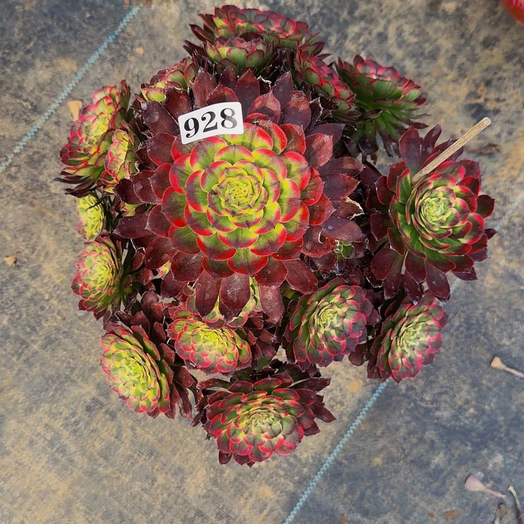 肉*君928嫦娥法师锦福利价福利出