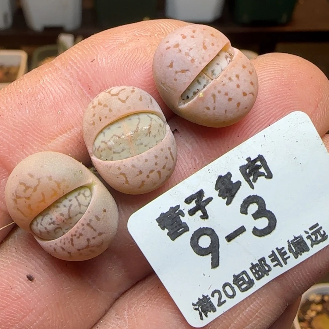 粉灵耀。
