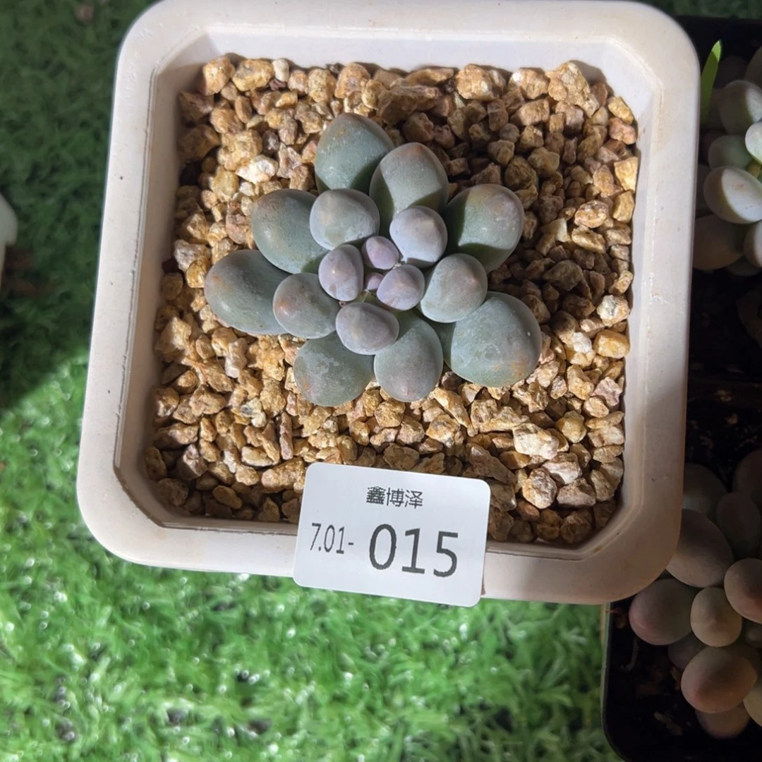 晴*?定向7.01-015 汤圆锦