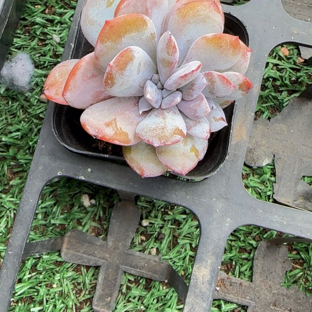 齐***琪奶茶朵朵缀特价福利