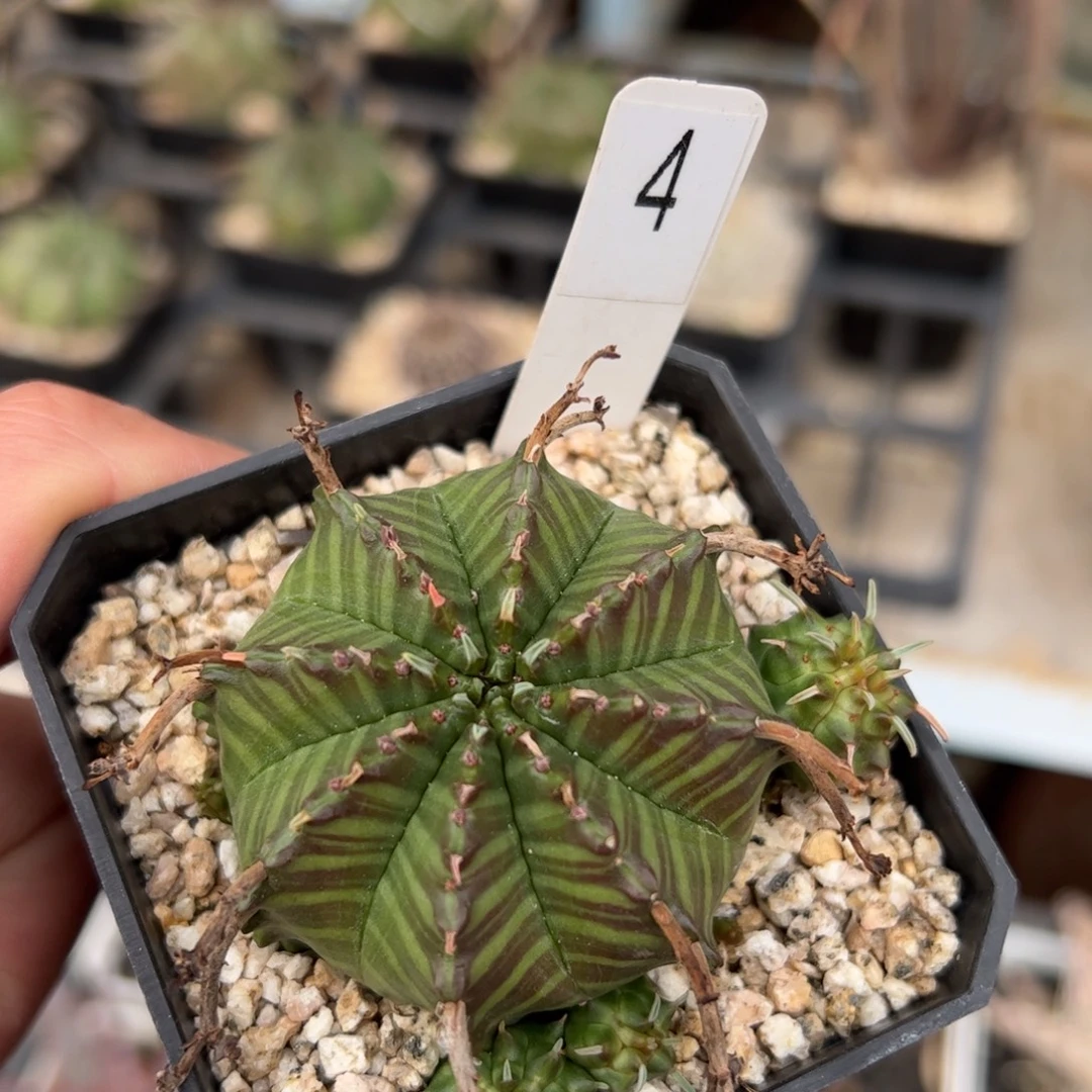 实生法利达大戟 脱土发货