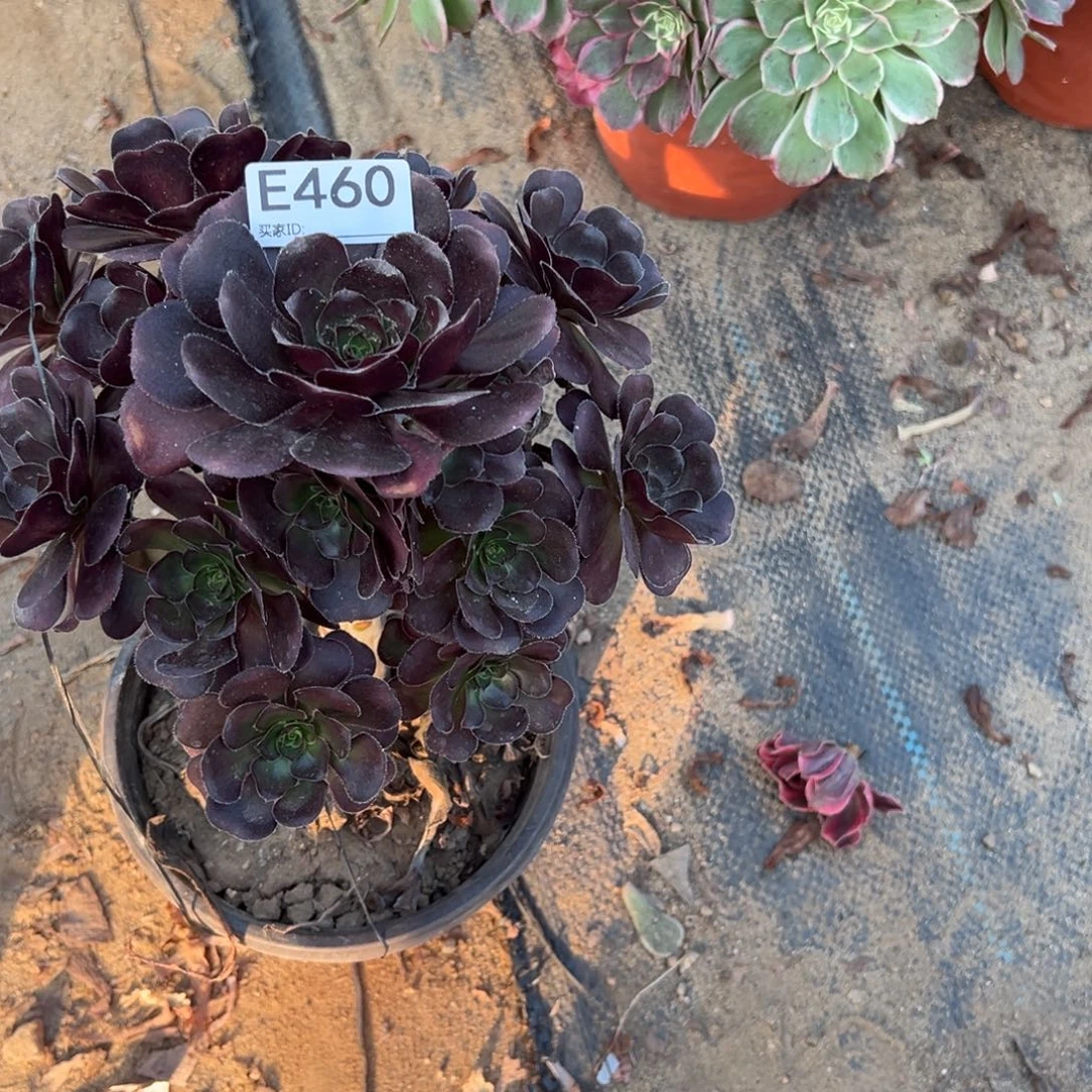 460黑玫瑰多肉植物法师多肉