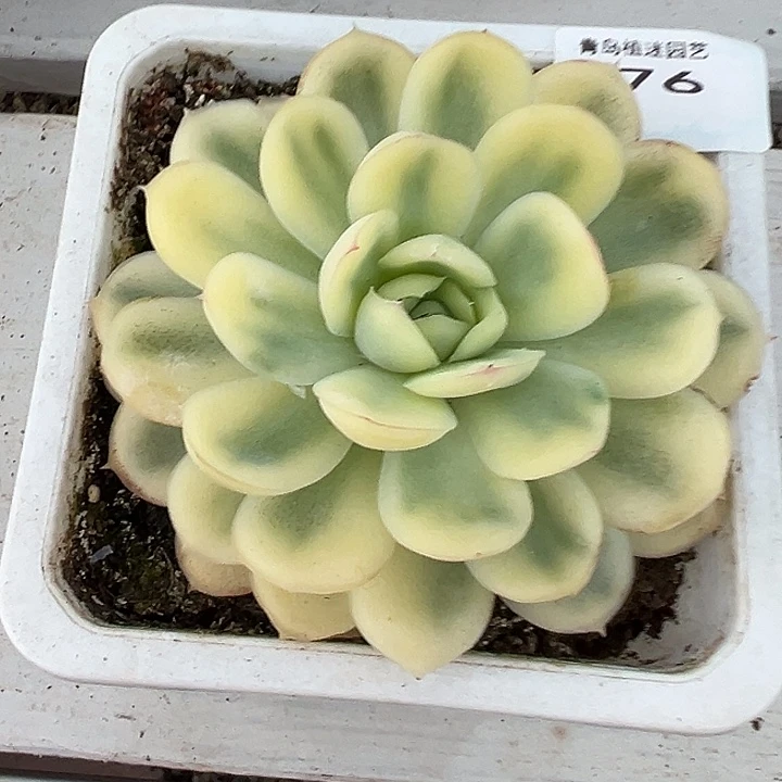 76草莓冰锦多肉植物