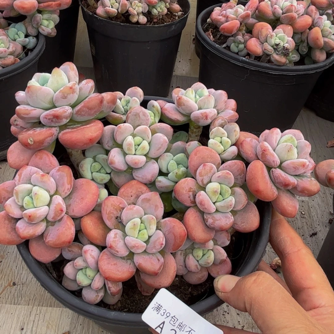 2239樱花洛神13cm多肉