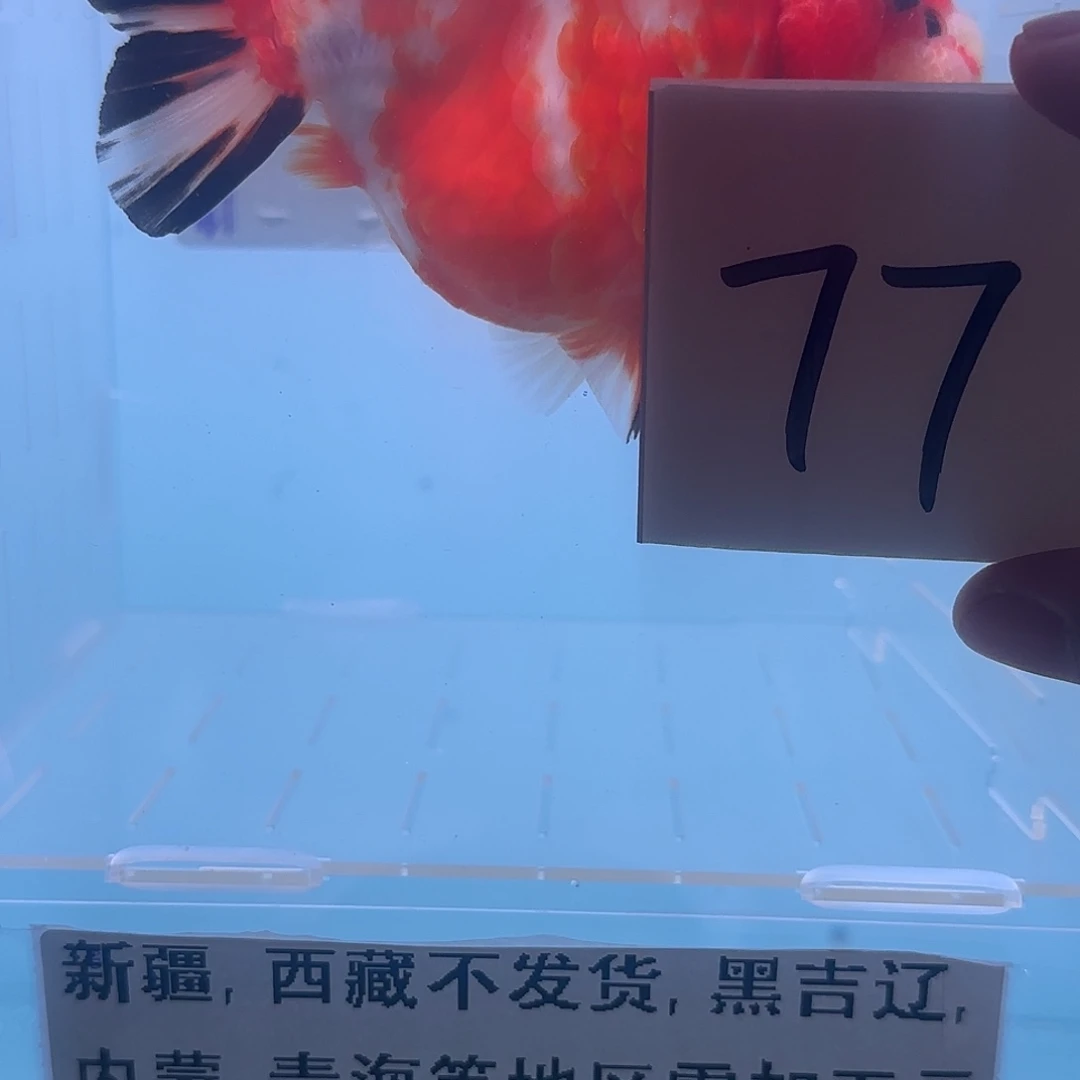 金鱼腾川优宠金鱼专拍