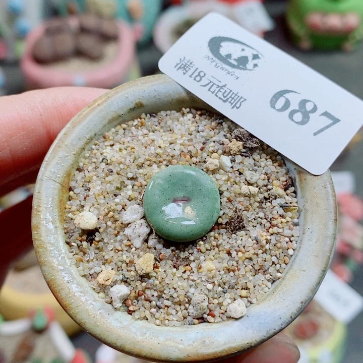 生石花花花花花花687