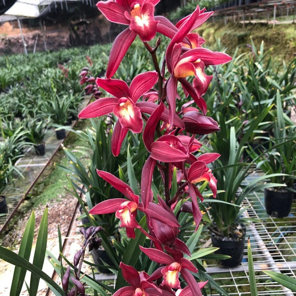 兰花墨兰年销花卉红美人带花苞红色大花一杆多花高档名品室内盆栽