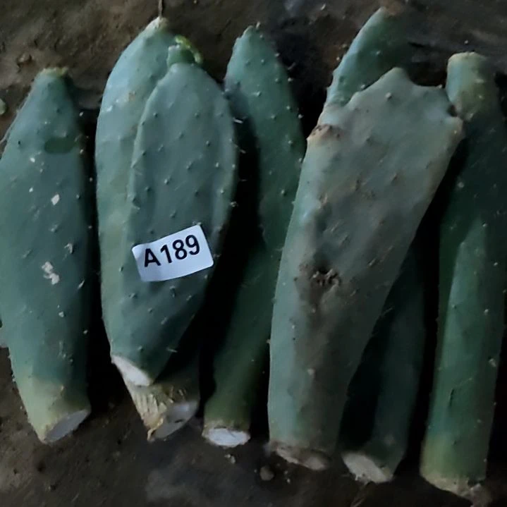 花***语梨果仙人掌7个189
