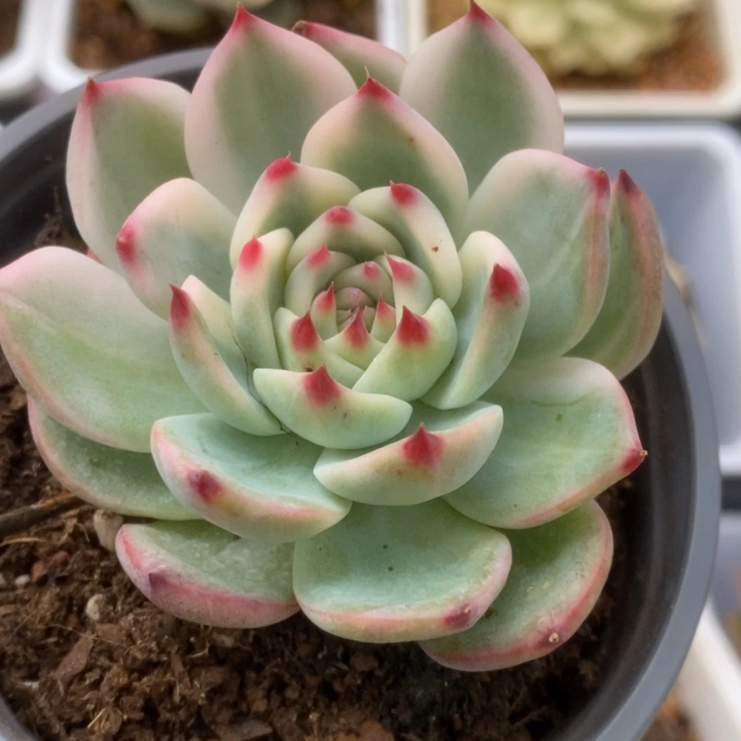 689锦锦锦锦锦锦锦锦