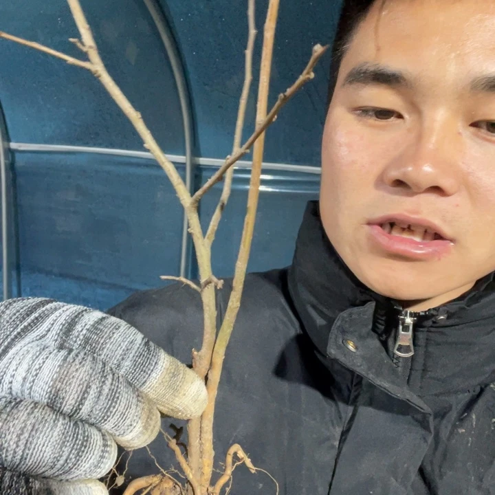 宴   海棠。花一颗