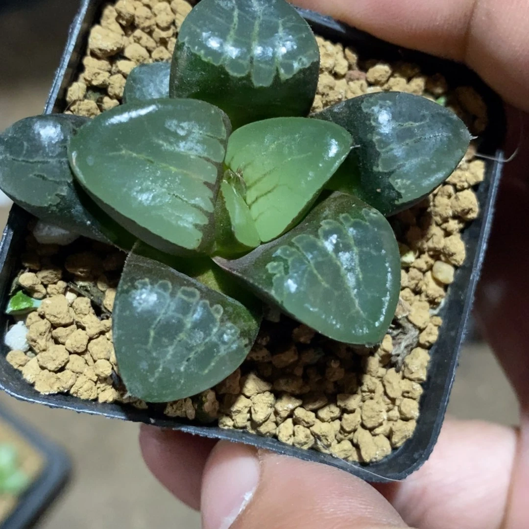 L***J1369 十二卷一颗下播福利。