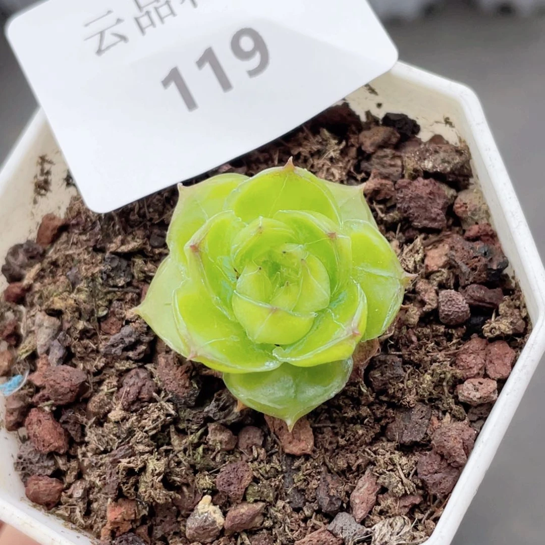 119号糖心冰心珍妮 繁星