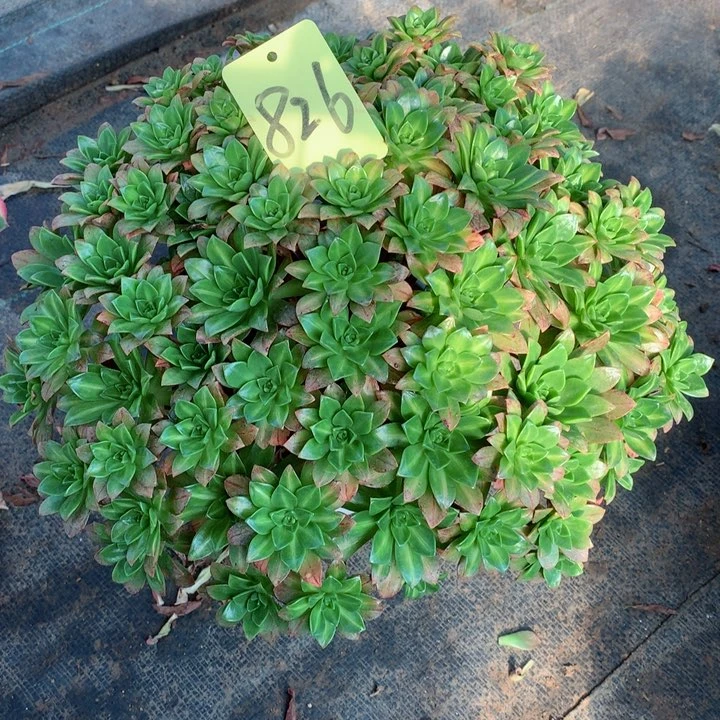 826甜茶中斑多肉111111