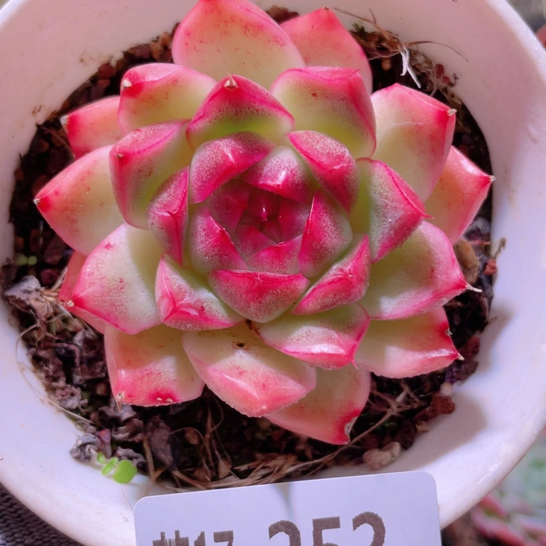 花利美17-252麦秆