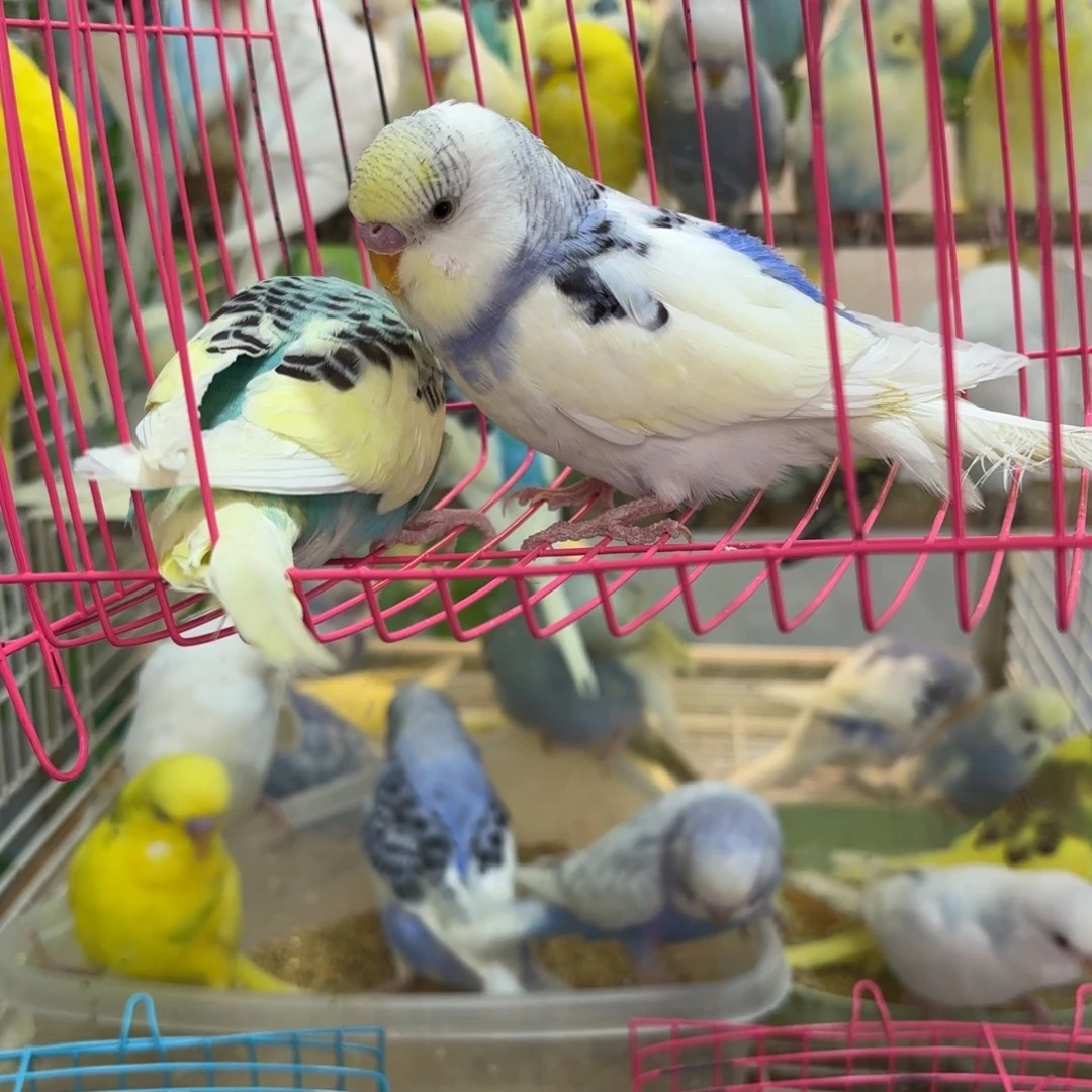 虎皮鹦鹉大头2只鹦鹉