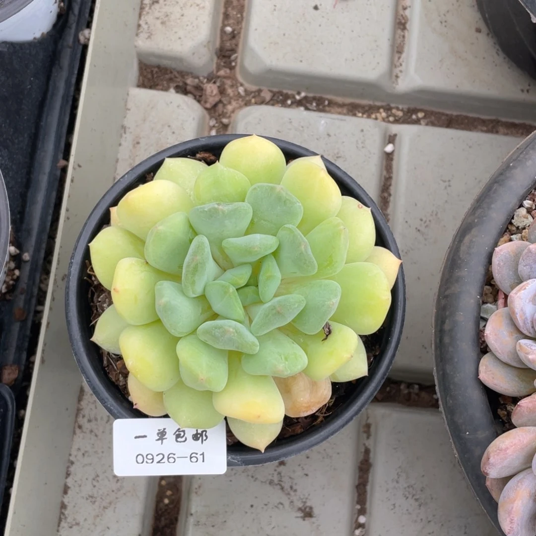 囍**花0926-61-新品，。。，，