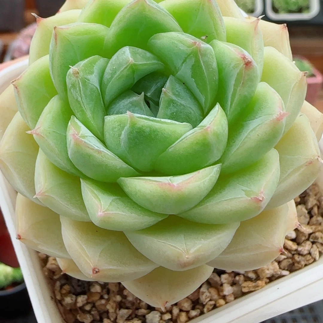 花语逸镜0923-78包子