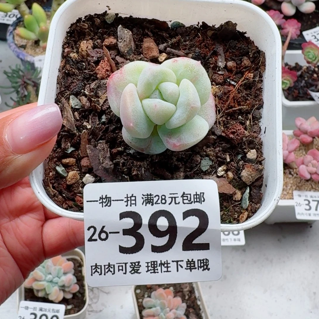石化冰玉无盆土发货无盆