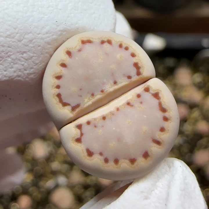 12.14.c24饼干.9034