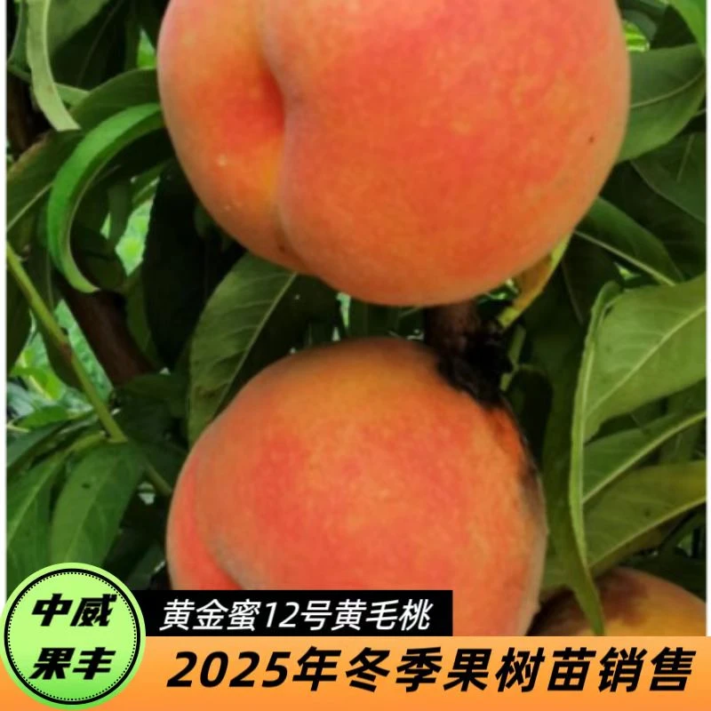 黄金蜜12号早熟黄肉桃6月底成熟果皮底黄 果面着红晕自花结实