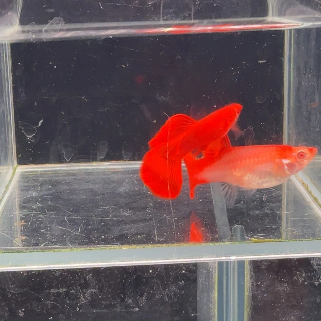 孔雀鱼大背血红1对