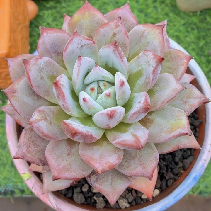 多肉祖母绿一物一拍