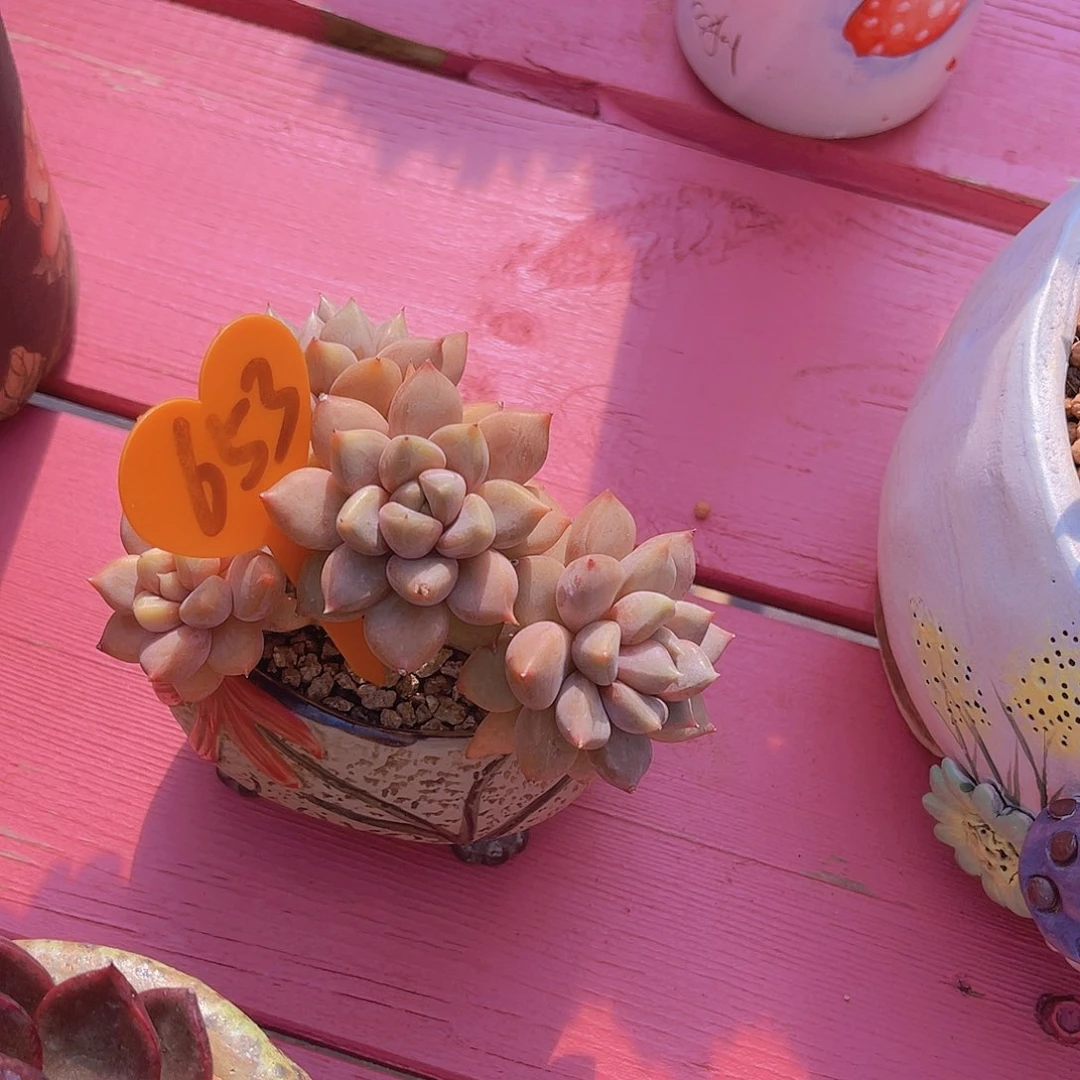 请****尼带花盆653号多肉植物一物一拍