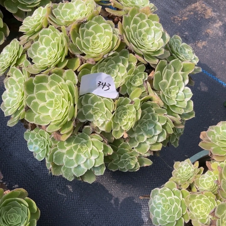 343海王多肉植物法师