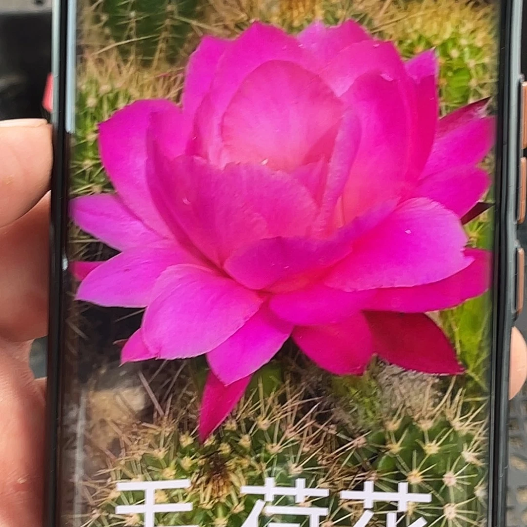 毛荷花侧芽 歪 满20包邮8公分