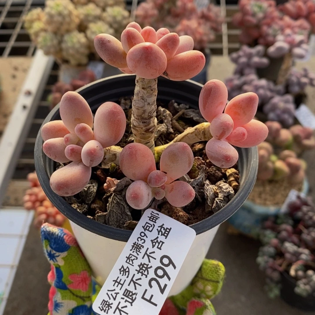 樱花奶酪299/7cm福利