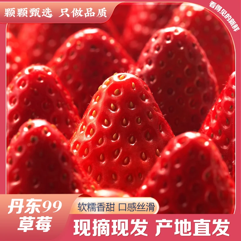 【木子专属】正宗丹东九九草莓产地直发现摘现发新鲜香甜牛奶草莓