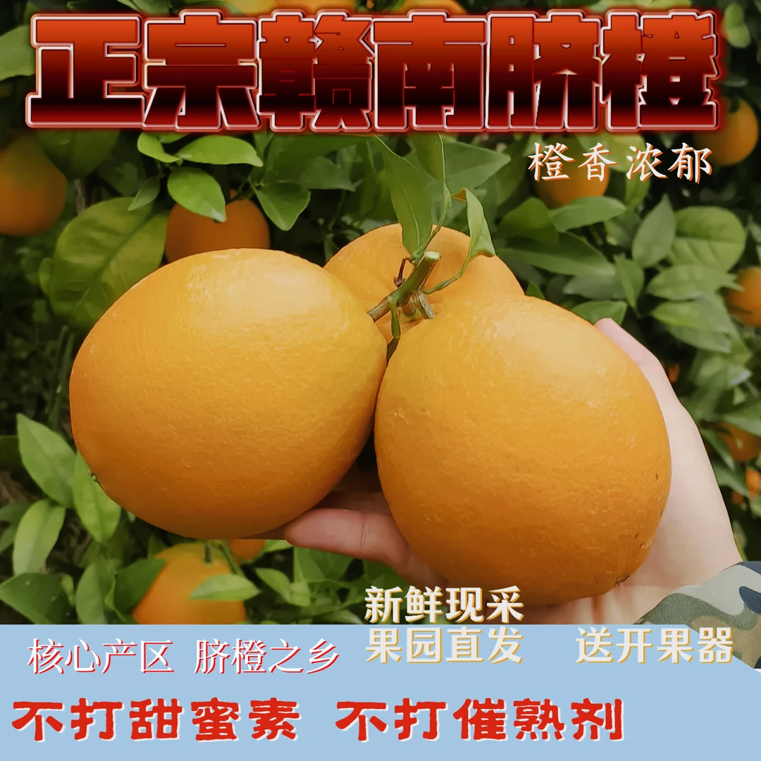 江西赣州正宗大山里种的赣南脐橙当季水果甜橙子特产现摘产地直发