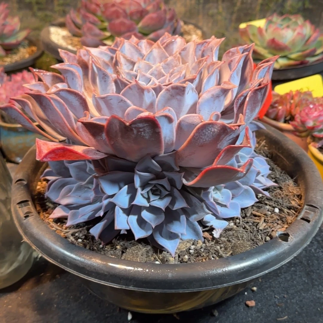 路西哪手捧惊鸿一物一拍包装收缩花旱