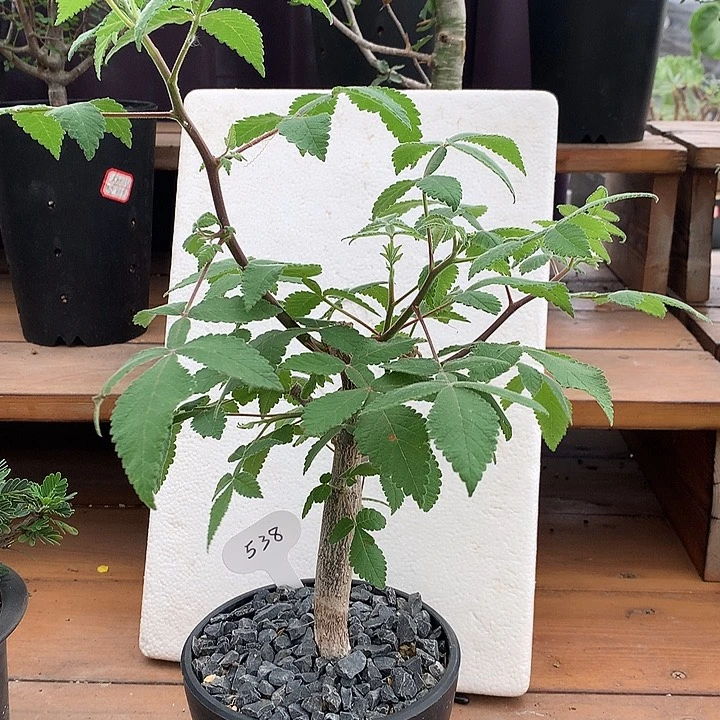 538科帕橄榄哈哈哈哈哈