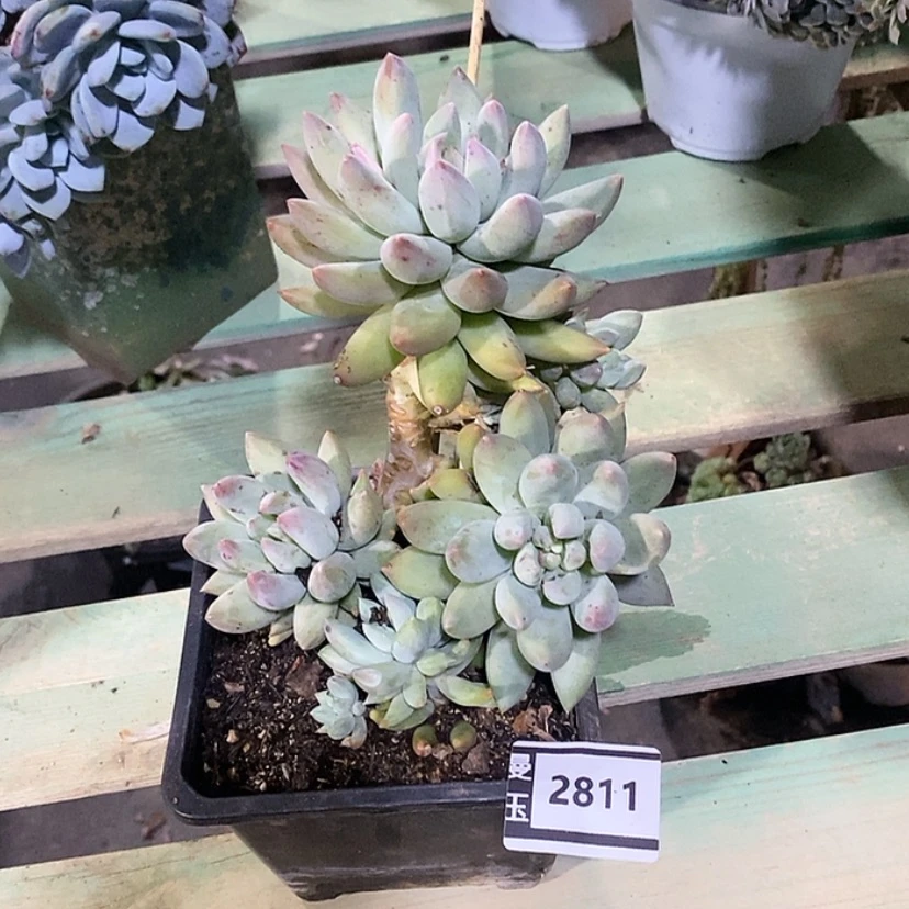 【闪购商品】所罗门2811