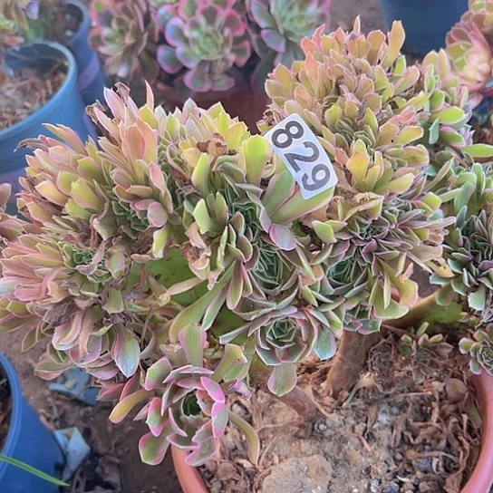 金***多多肉植物一个法师女神