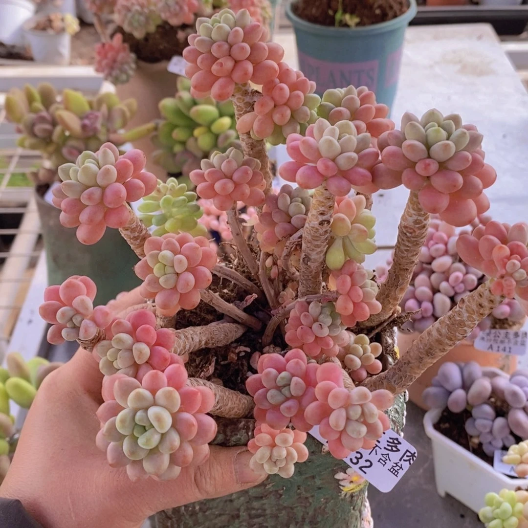 鱼子酱老桩14cm132多肉植物