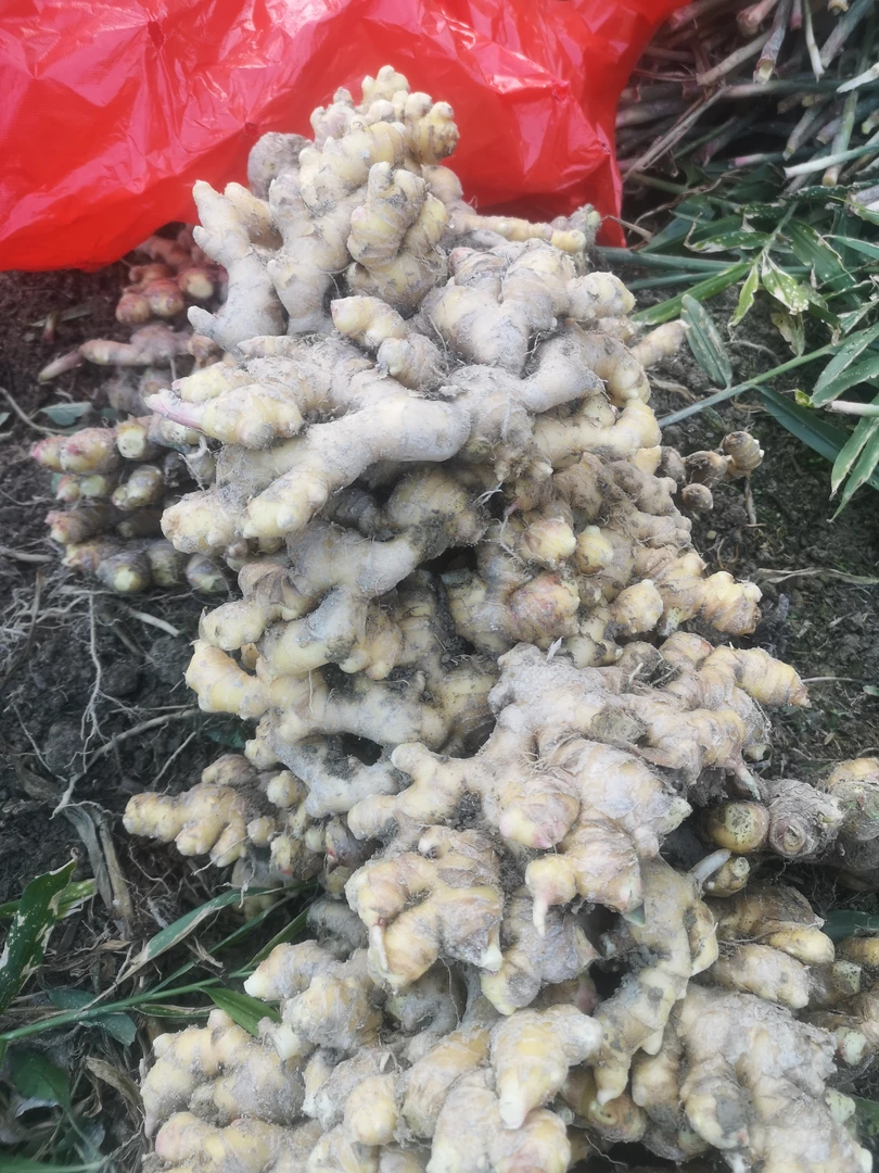 贵州村超小黄姜新鲜现挖生姜老姜月子姜土姜辛辣高山农家种植