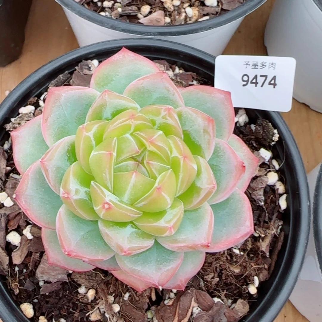 海洋之星，9474多肉植物