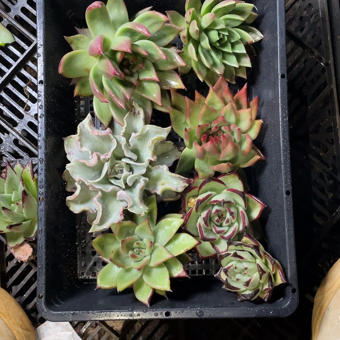 若如东云组片461