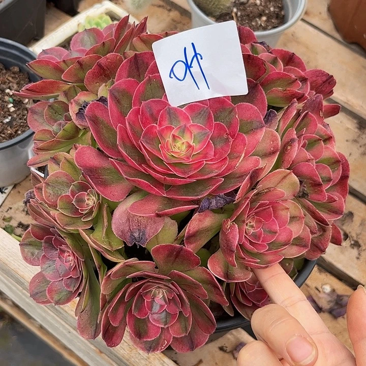 九***水011荔枝朵朵无根发货