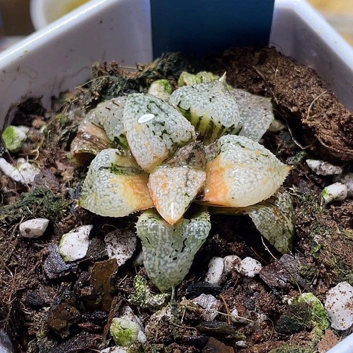 614潘多拉白银锦特选福利