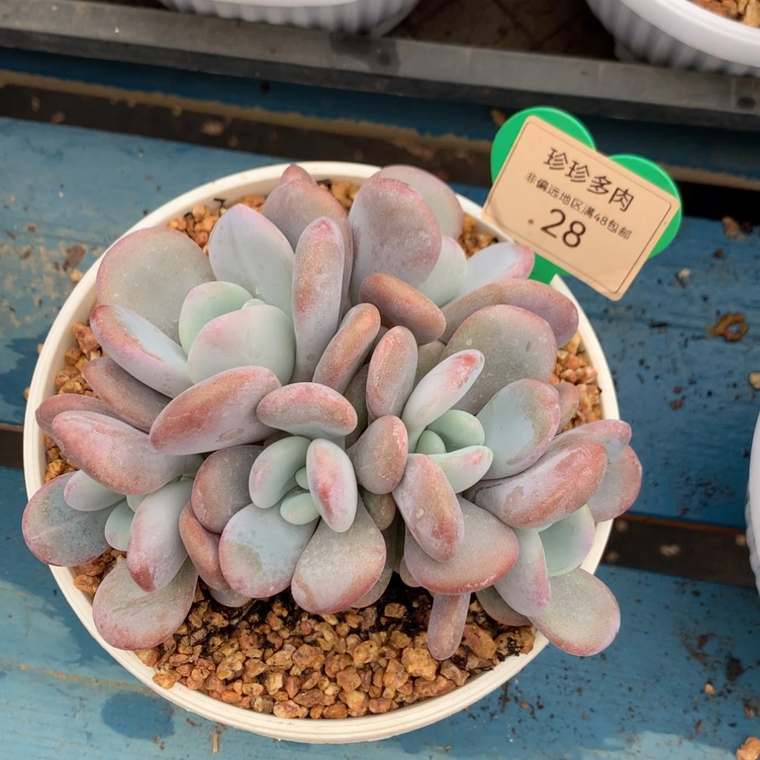 拉拉奶无砍平头28