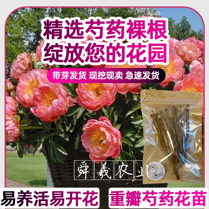 舜羲农业【珊瑚落日】芍药花卉正宗 裸根易养活新手花卉阳台盆栽