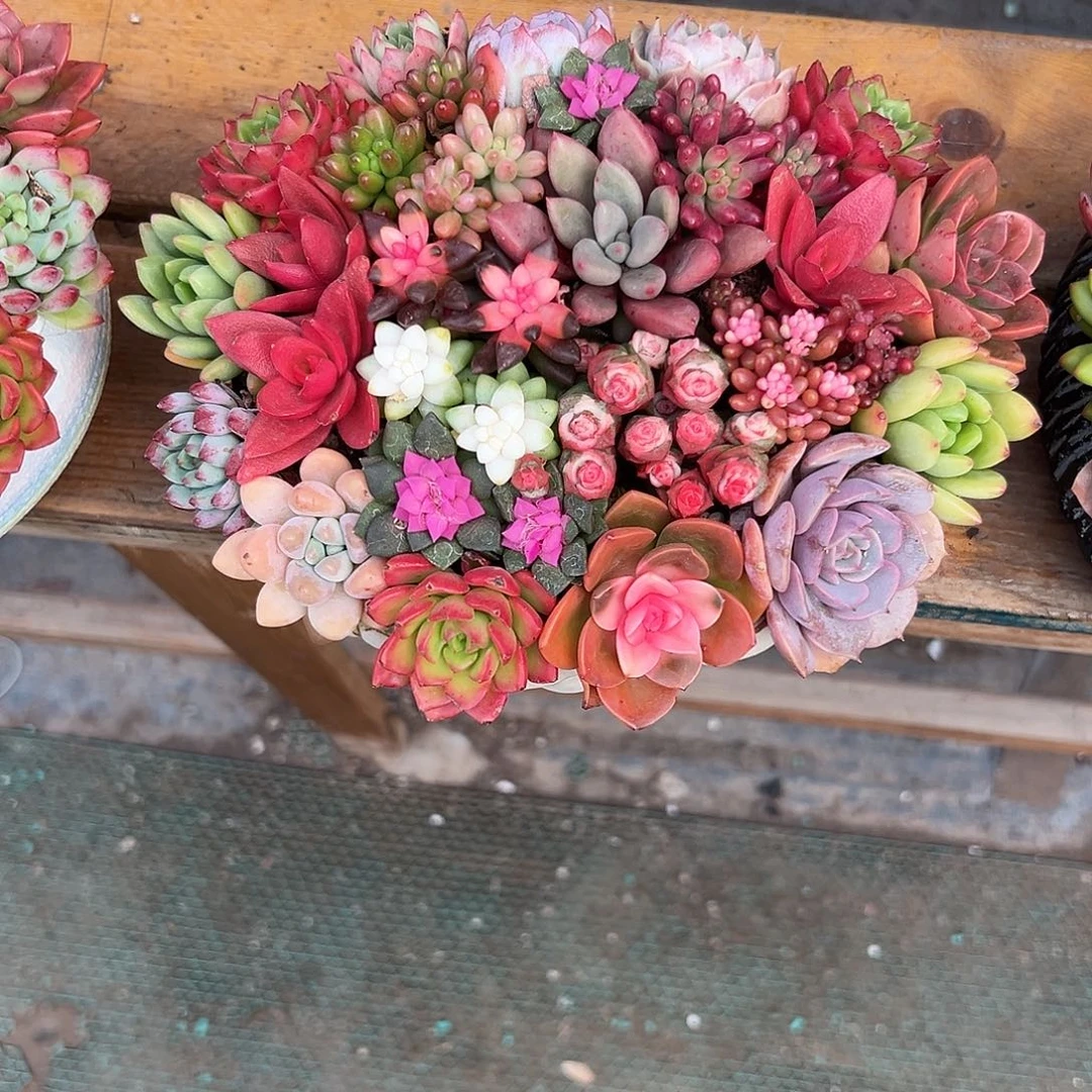 精品花园组合花园