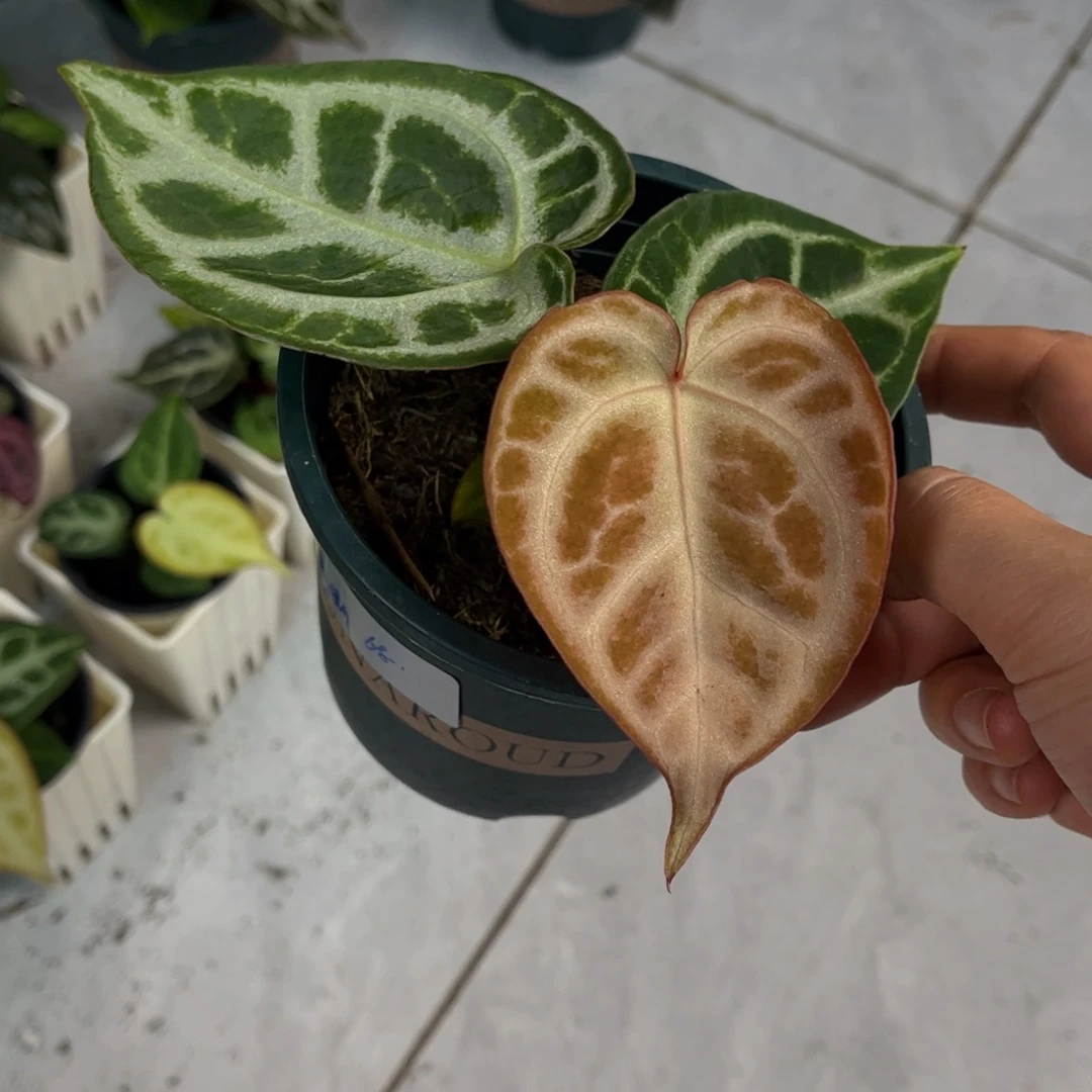 无花朵024 铜锣烧杂撕裂纹