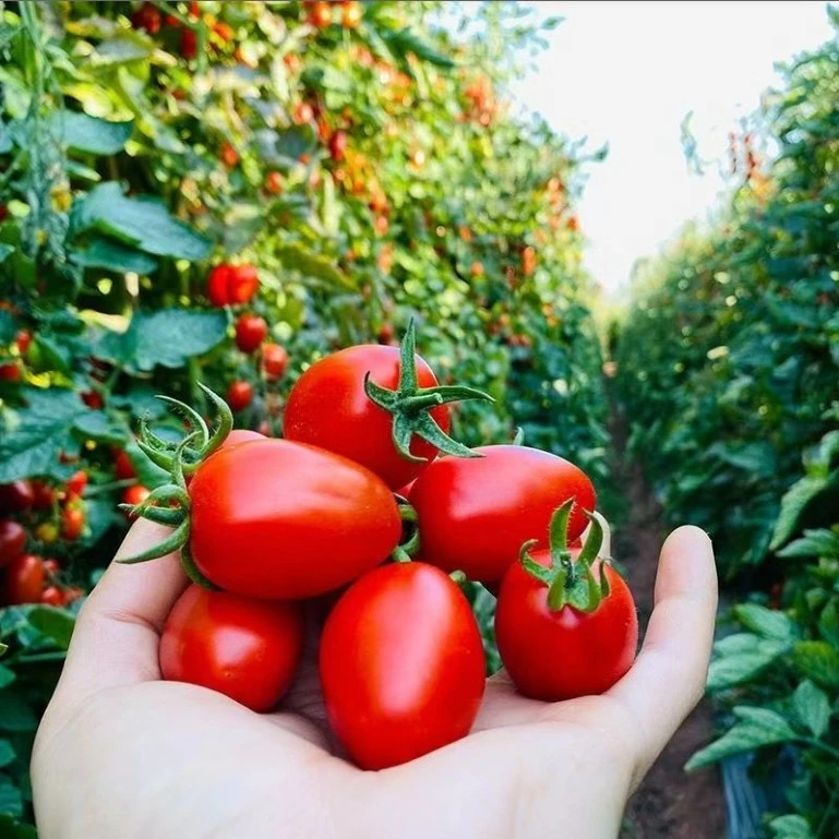 品优诺顺丰快递正宗冰糖千禧小番茄圣女果现摘现发新鲜当季水果