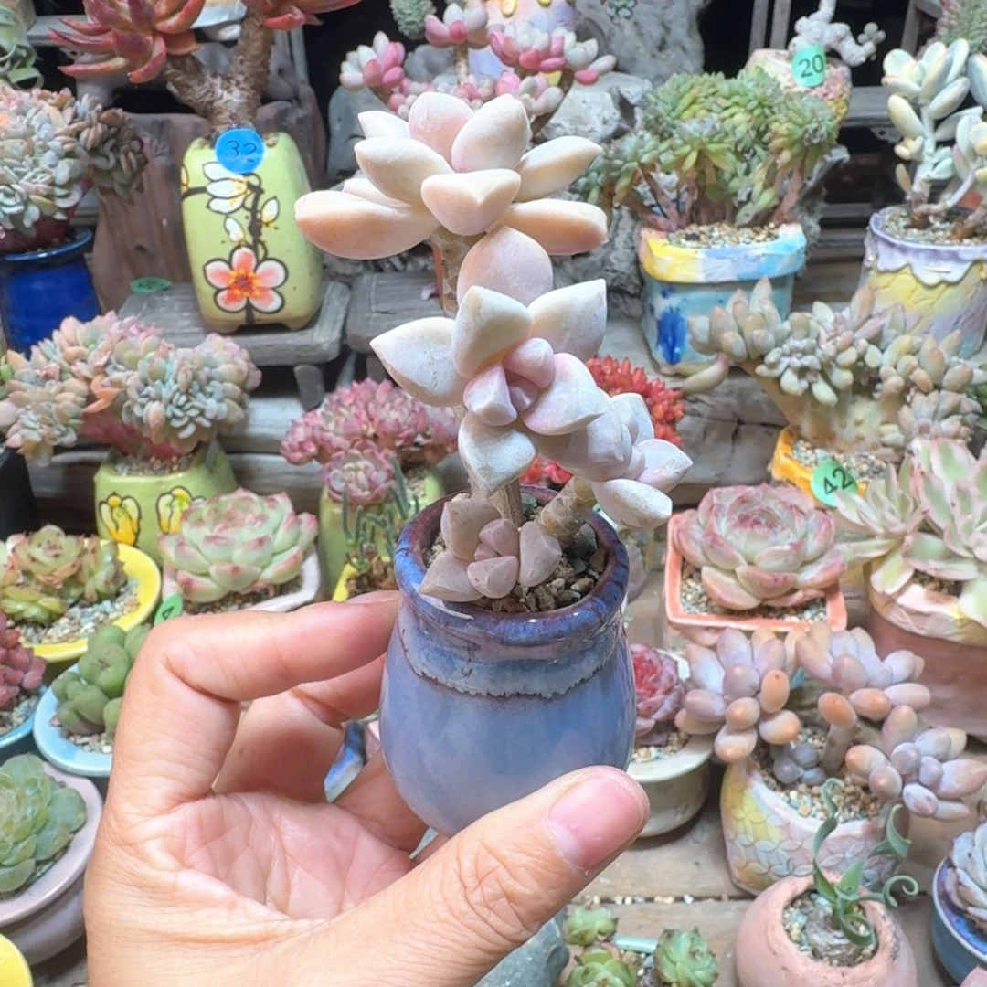 美杏 多肉含盆土 一物一拍