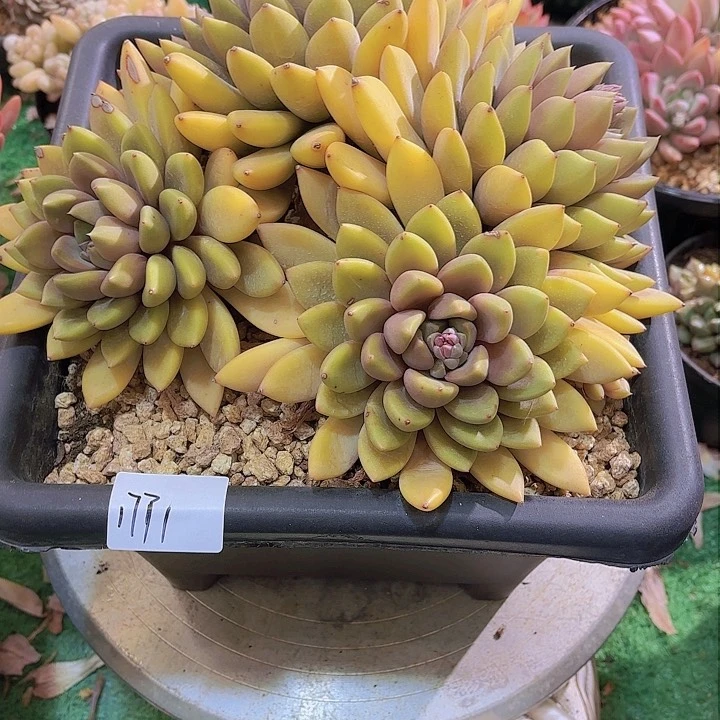 西**暖1771象牙多肉植物